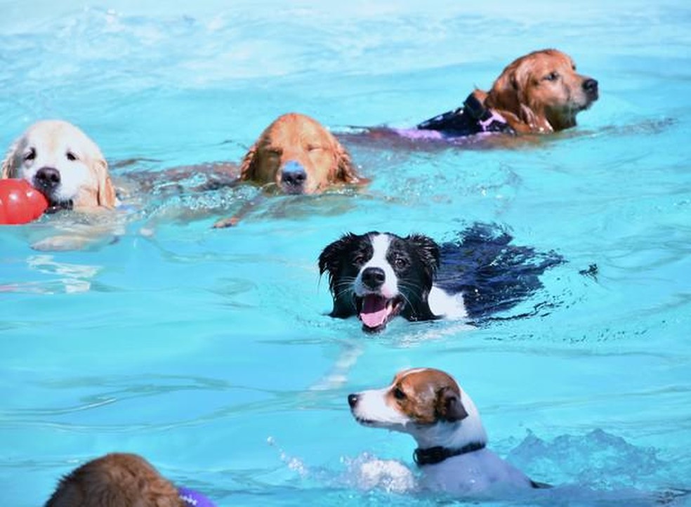 Como ensinar Seu Cachorro a Nadar