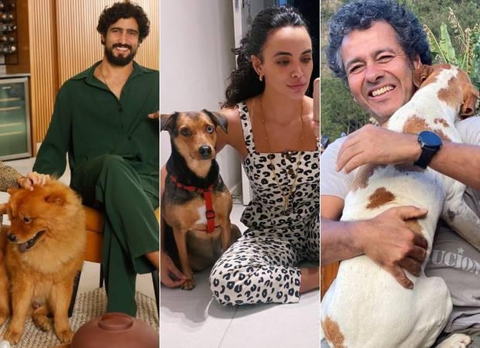 Renato Goés, Giovana Cordeiro e Marcos Palmeira com os cachorros que são tutores — Foto: ( Instagram/@renatogoess @cordeirogi @marcospalmeiraoficial/Reprodução)