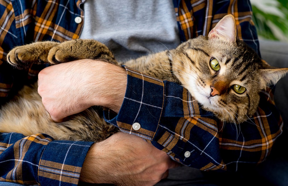 Os felinos podem ser extremamente apegados aos seus tutores — Foto: Canva/ Creative Commons