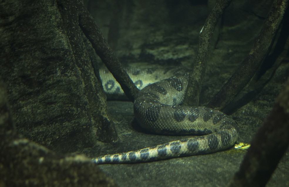 As anacondas vivem maior parte do tempo na água  — Foto: Canva/ CreativeCommons