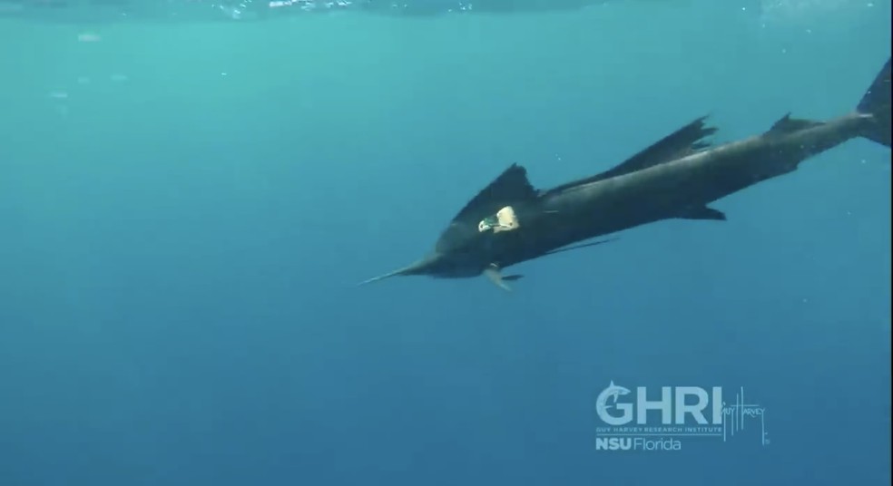 Peixe mais rápido do mundo é filmado caçando sozinho pela primeira vez — Foto: Youtube/ Instituto de Pesquisa Guy Harvey (GHRI)/ Reprodução