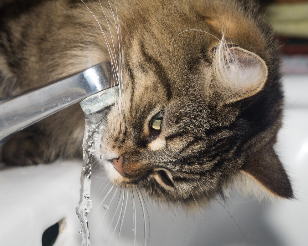 Estimular o gato a beber água ajuda a prevenir as causas que podem levar o gato a urinar sangue — Foto: Pixabay/ Pablo Klaschka/ CreativeCommons