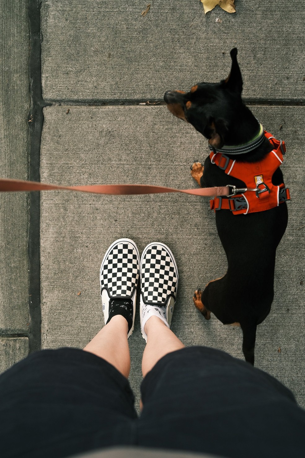 Caminhar com o seu pet fará bem tanto para você, quanto para ele, então não pense duas vezes antes de chamá-lo para um passeio! — Foto: Unsplash/ Taylor Heery/ CreativeCommons
