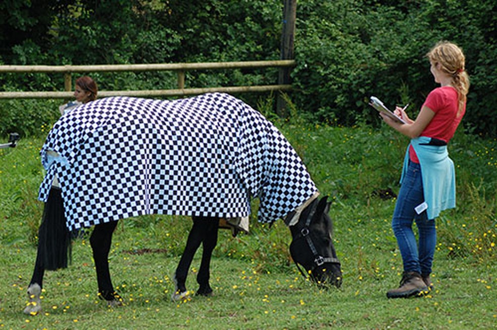 Pesquisadores cobriram cavalos com tecidos de diferentes estampas para ver comportamento das moscas — Foto: Universidade de Bristol/ Martin How/ Reprodução