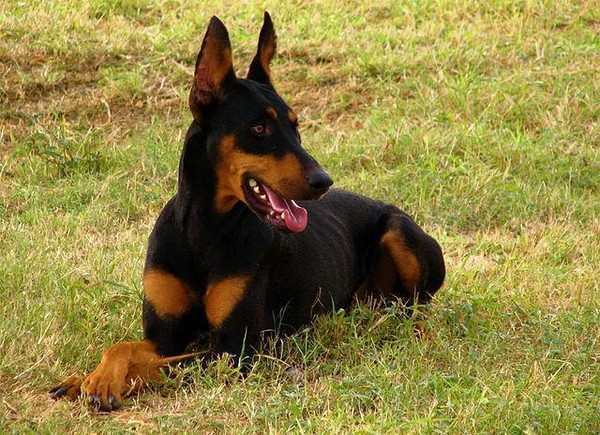 Temidas! Estas são as 8 raças dos cachorros mais bravos do mundo