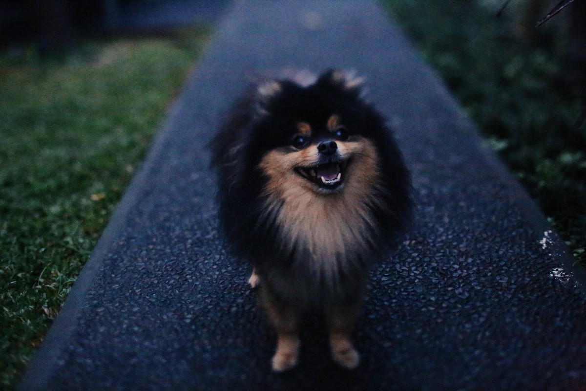 Troca de pelo no Spitz Alemão: entenda para cuidar melhor do seu cão ...