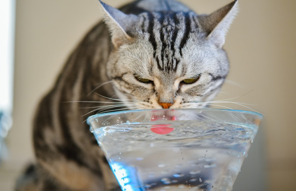 O pote de vidro é uma ótima opção de recipiente para ofertar água para o pet  — Foto: Canva/ CreativeCommons 