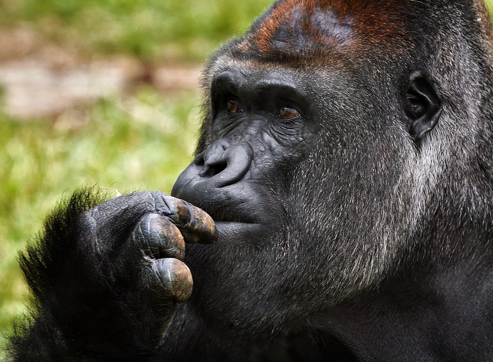 Após treinamento, primatas como gorilas e chimpanzés demonstraram serem capazes de se expressar por linguagem de sinais — Foto: Unsplash/ Andrey Tikhonovskiy/ Creative Commons