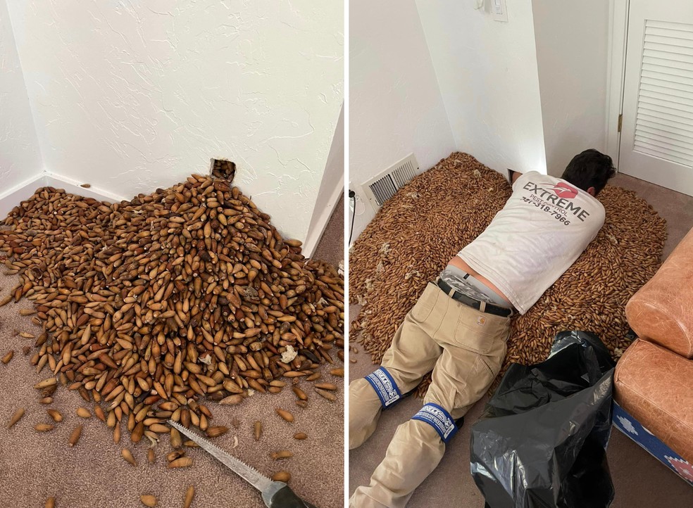 Controlador de pragas retirou milhares de castanhas de carvalho de dentro das paredes — Foto: Facebook/ Nick’s Extreme Pest Control/ Reprodução