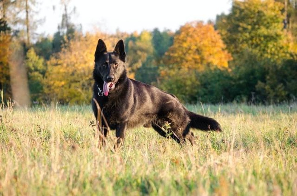 O pastor alemão é muito usada como cão policial por sua inteligência e faro apurado — Foto: ( Unsplash/ Anna Dudkova/ CreativeCommons)