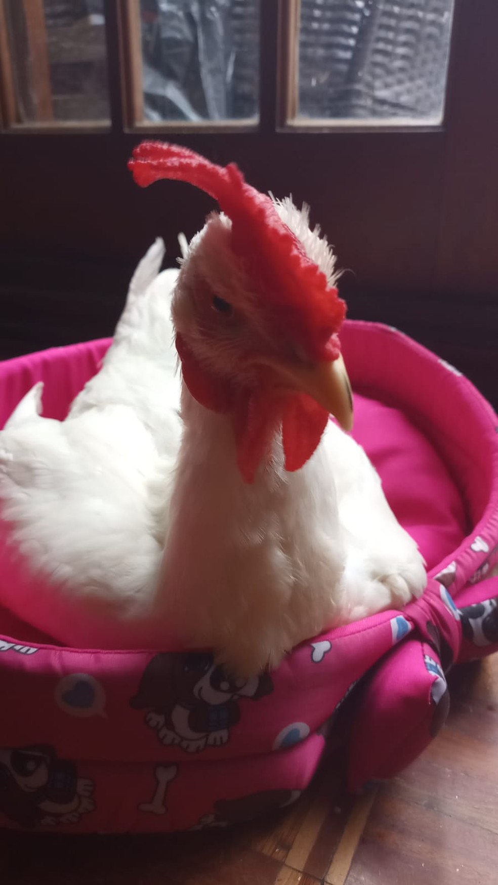 A galinha Fênix tem uma rotina própria e é uma grande companheira da família de Natalia — Foto: Natalia Romano/ Arquivo pessoal