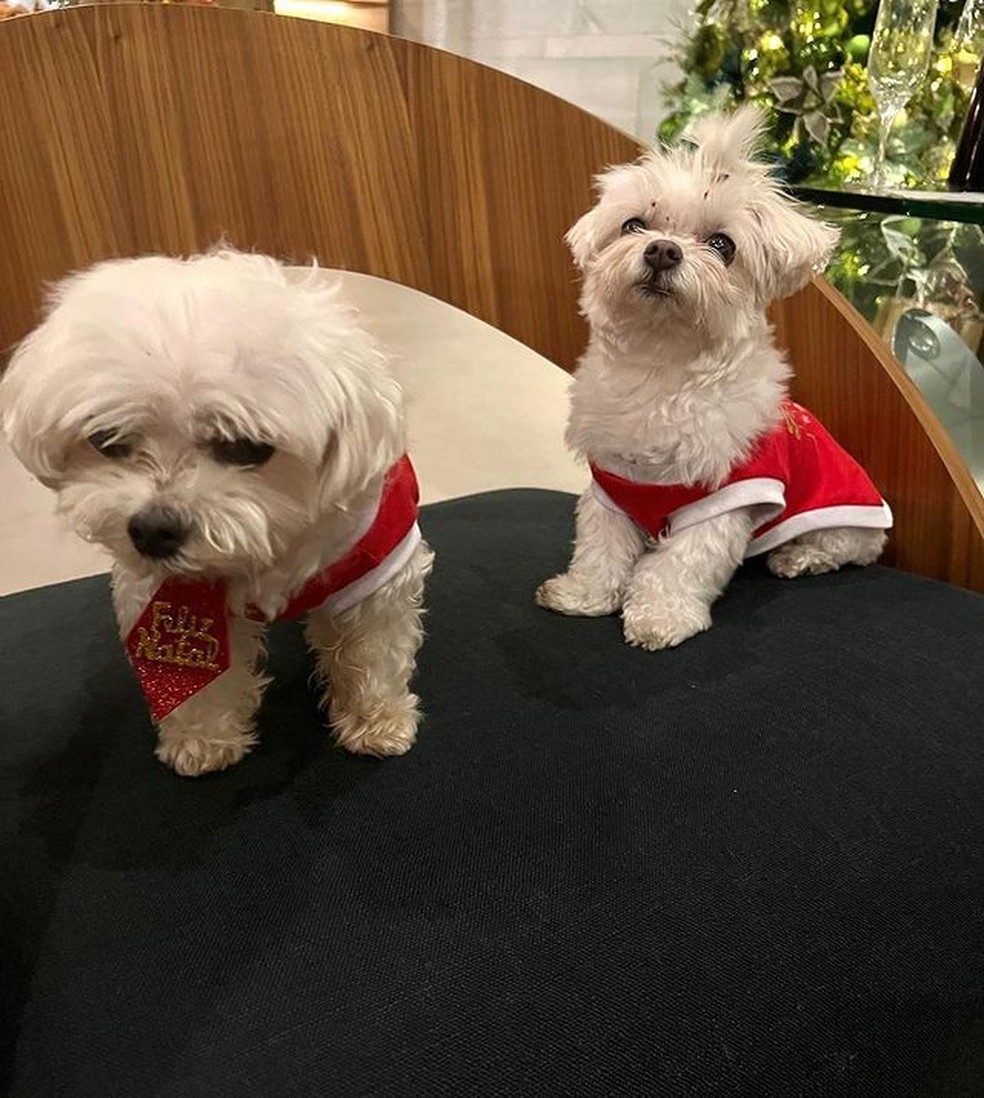 Sushi e Sashimi estavam vestidos à caráter no Natal da atriz Claudia Raia — Foto: Instagram/ @claudiaraia/ Reprodução