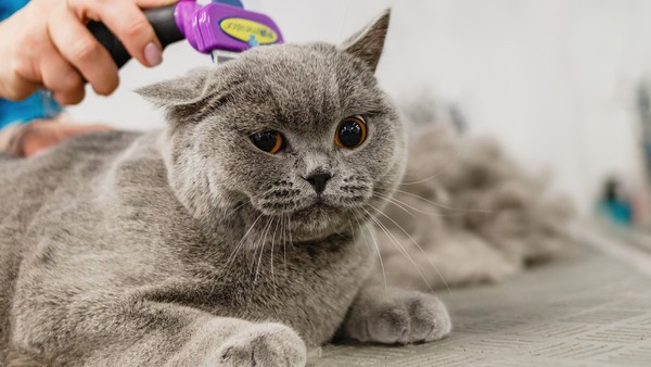 Gatos com caspa, Saúde do gato e cuidados