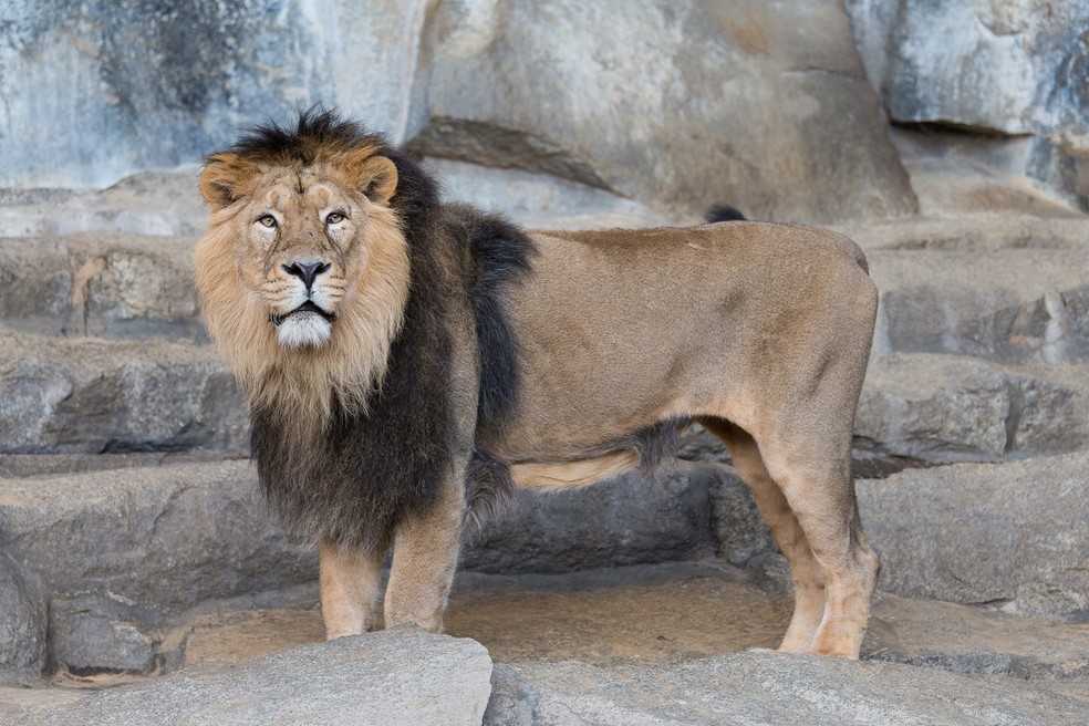 Leão-asiático – Panthera leo persica — Foto: Avda/ Wikimedia Commons/ CreativeCommons