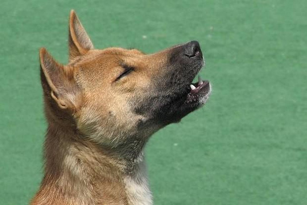 O cão-cantor-da-nova-guiné foi considerado extinto por 50 anos — Foto: ( R.G. Daniel/ Wikimedia Commons/ CreativeCommons)