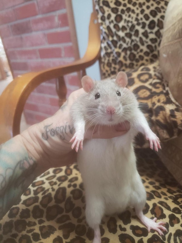 50 ratos como pets! Conheça a história desta amante de roedores ...