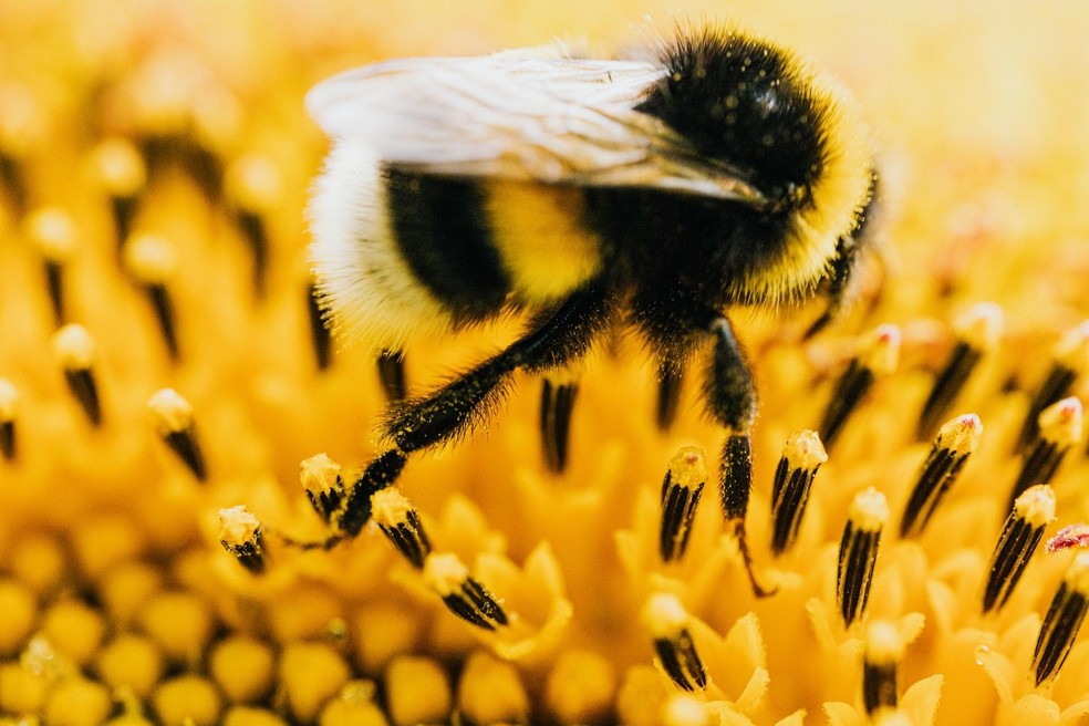 As abelhas são importantes para o equilíbrio de ecossistemas e sua extinção ameaçaria a alimentação de animais e seres humanos — Foto: ( Pexels/ Karolina Grabowska/ CreativeCommons)