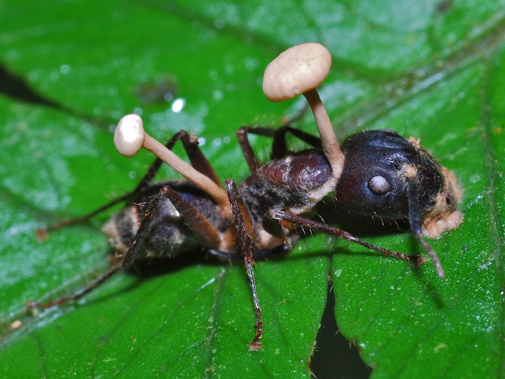 A relação fungo-hospedeiro depende do estado nutricional do inseto e das condições ambientais — Foto: Bernard DUPONT/ Wikimedia Commons