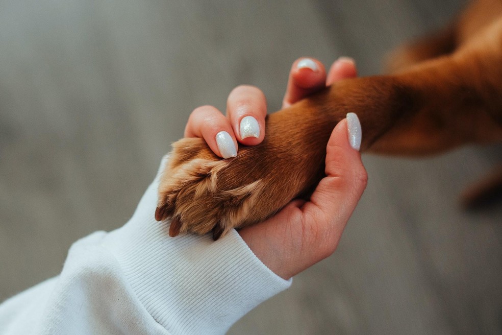 Na relação entre tutores e pets, é preciso cuidado quanto à humanização dos animais — Foto: Pexels/ Ivan Babydov/ CreativeCommons