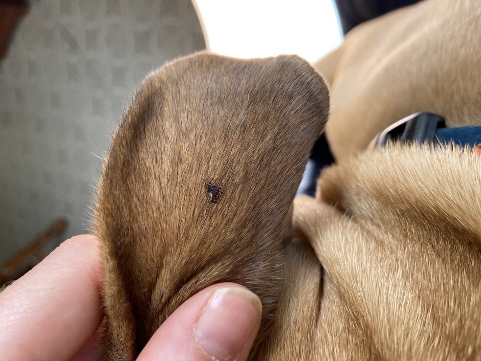 Carrapatos são perigosos, pois podem provocar feridas no cachorro e transmitir doenças e zoonoses — Foto: Flickr/ Megan Marrs/ CreativeCommons
