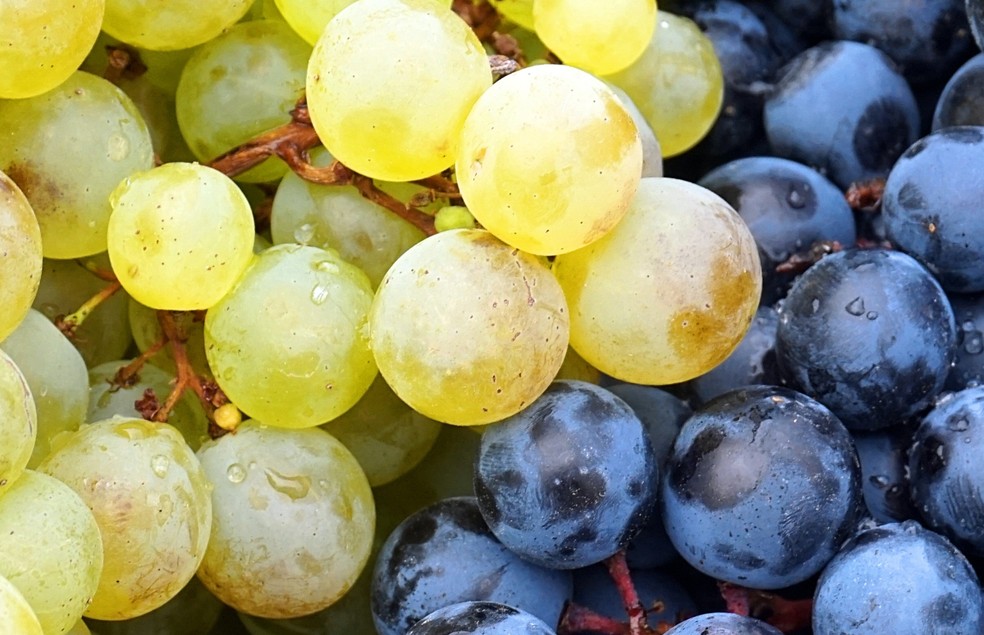 Especialistas indicam as uvas orgânicas, para que os pets não corram o risco de se intoxicarem com agrotóxicos — Foto: Canva/ Creative Commons