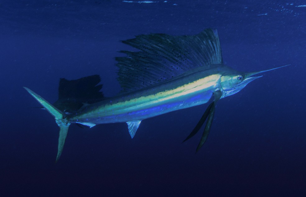 O peixe-vela é capaz de atingir 110 km por hora — Foto: Canva/ Creative Commons
