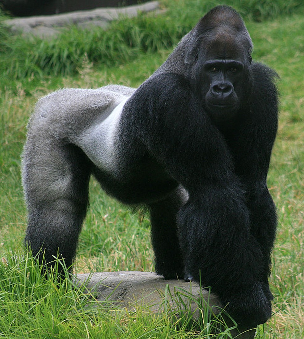 Gorila na selva — Foto: Brocken Inaglory/ Wikimedia Commons/ Creative Commons