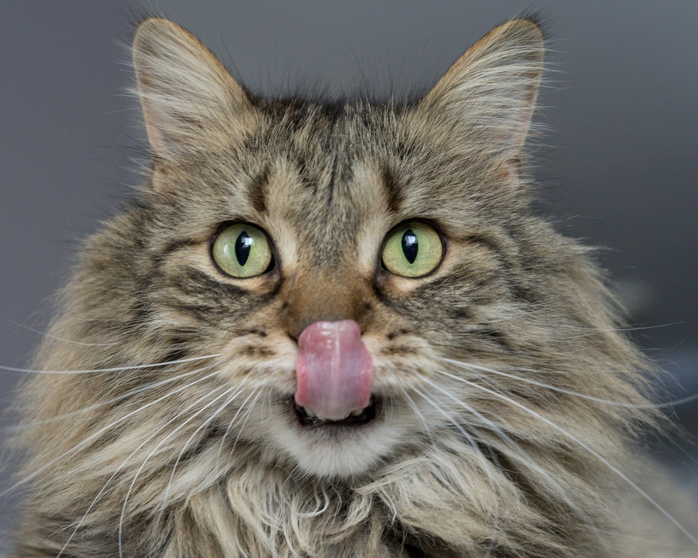 Gato pode comer atum, desde que fresco e em pouca quantidade — Foto: Unsplash/ Creative Commons