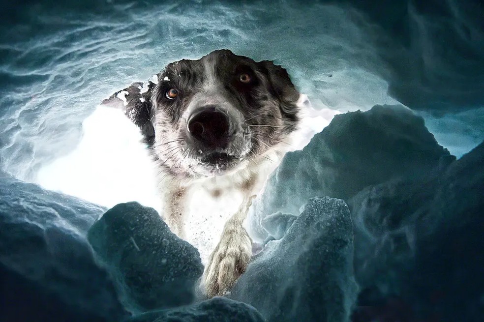 Dalia Fichmann, retrato de um cão de resgate em avalanches. Fichmann acompanhou uma equipe de resgate em Melchsee-Frutt, na Suíça. Para capturar a foto, ela se deitou em uma caverna de gelo e deixou os cães procurá-la — Foto: Dalia Fichmann/ Divulgação