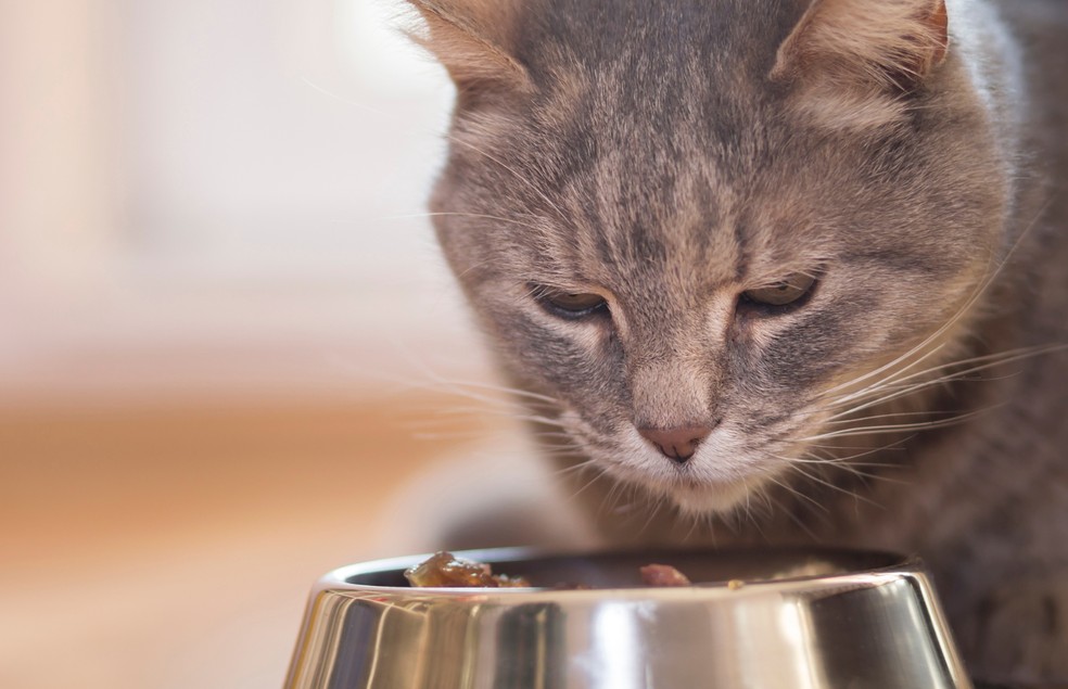 Os gatos são mais prejudicados quando o assunto é alimentação vegetariana  — Foto: Canva/ CreativeCommons
