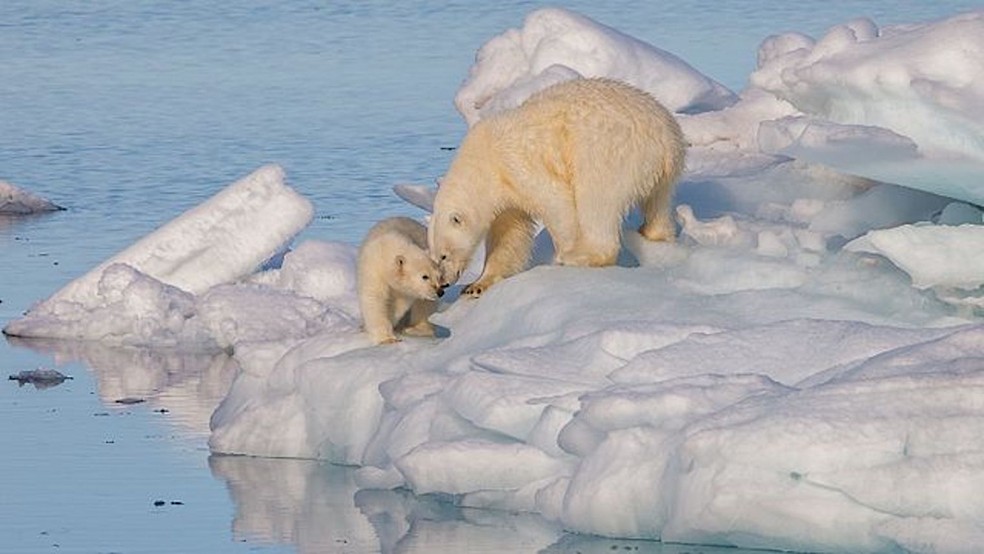 Urso polar com seu filhote — Foto: AWeith/ Wikimedia Commons/ Creative Commons