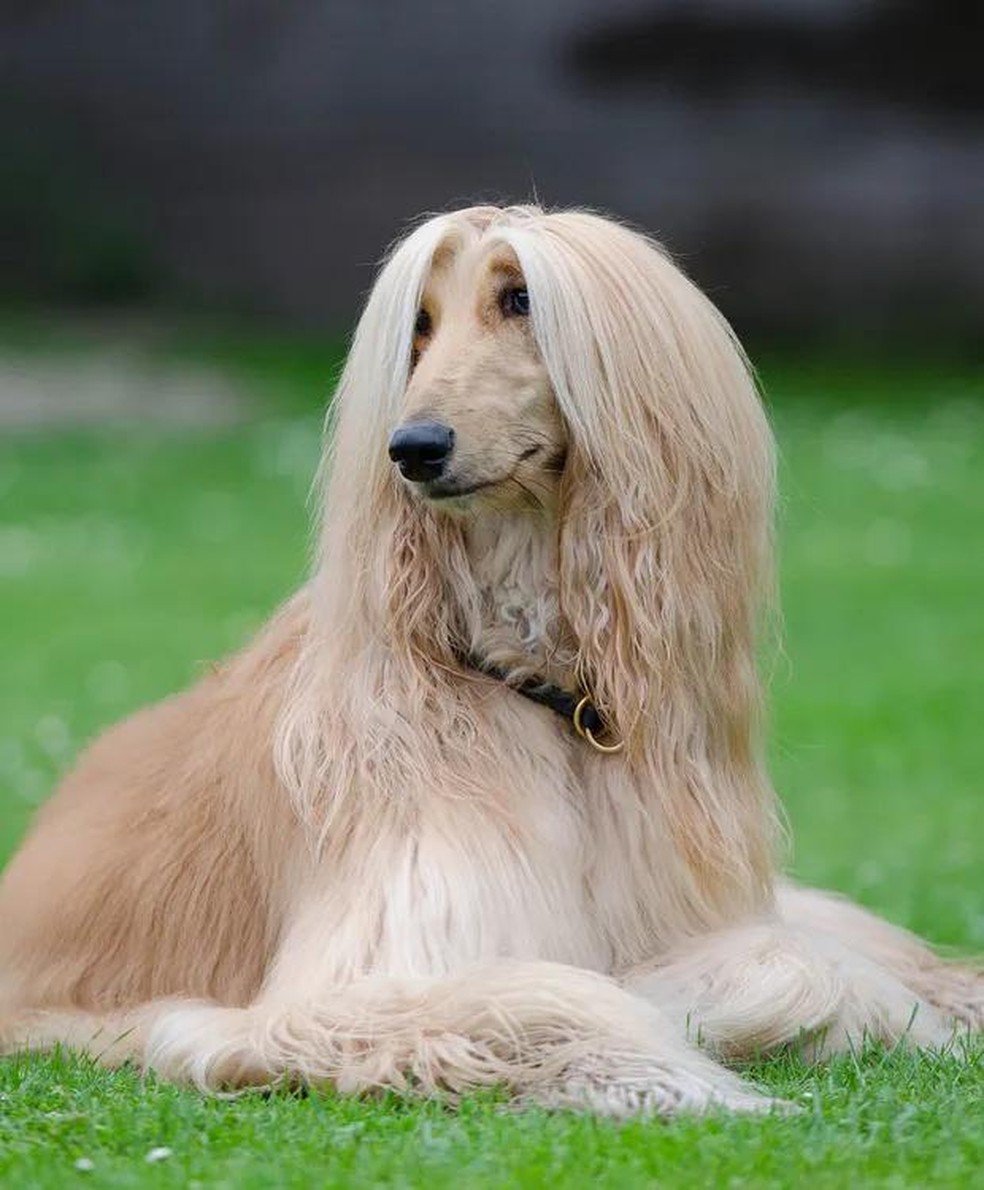 A falta de cuidado com os pelos dos cães pode prejudicar a saúde, resultando em alergias, feridas e queda da pelagem — Foto: ( Pixabay/ Katrin B./CreativeCommons)