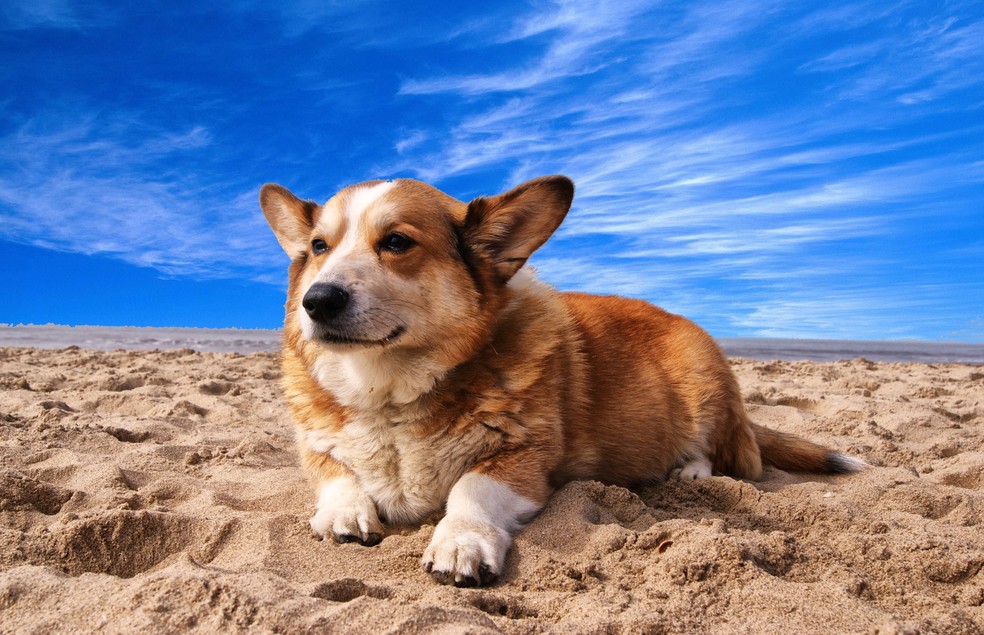 Os tutores devem tomar alguns cuidados especiais com os cães durante o verão, como passar protetor solar — Foto: Canva/ CreativeCommons
