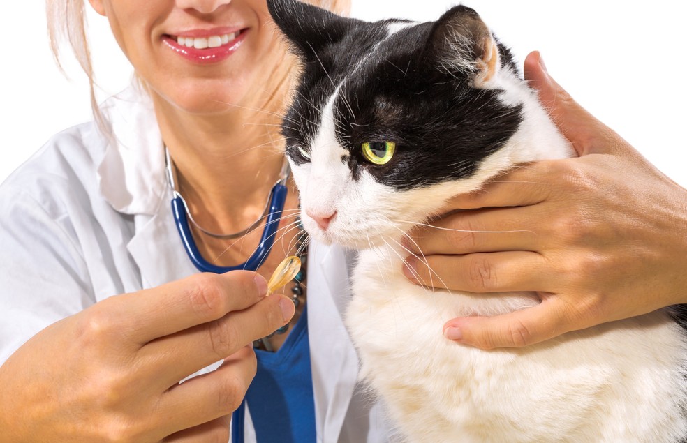 Os tutores não devem medicar os pets por conta própria, pois isso traz vários riscos para a saúde do animal — Foto: Canva/ CreativeCommons