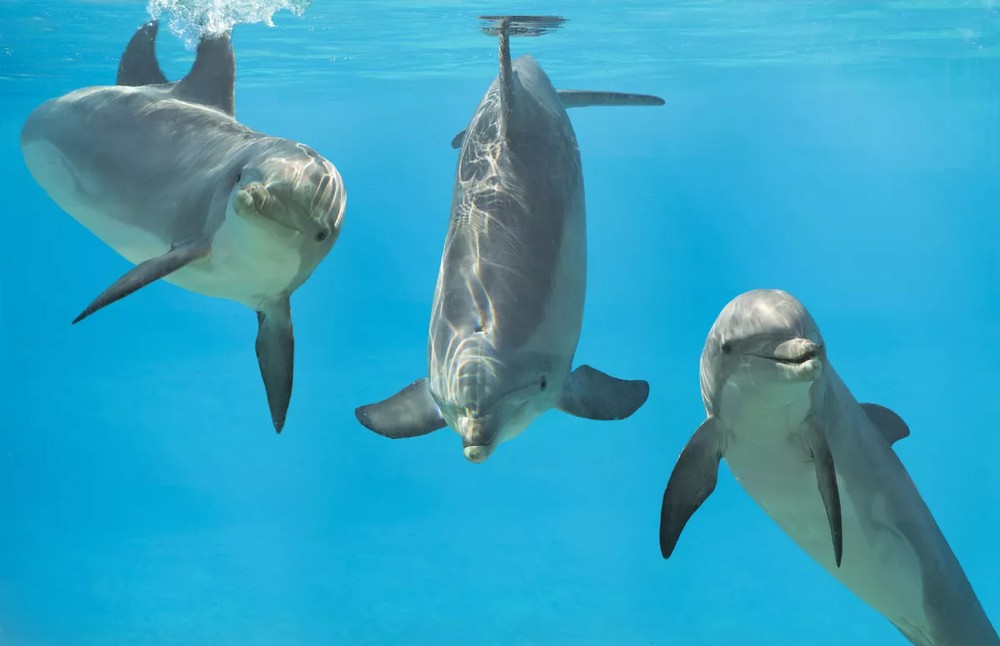 Bocas poderosas: 7 animais que possuem mais dentes do que você imagina ...