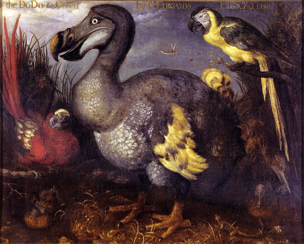 O quadro 'Edwards' Dodo', pintado por Savery em 1626, e que se tornou a representação "padrão" do dodô — Foto: Roelant Savery/ Wikimedia Commons/ CreativeCommons