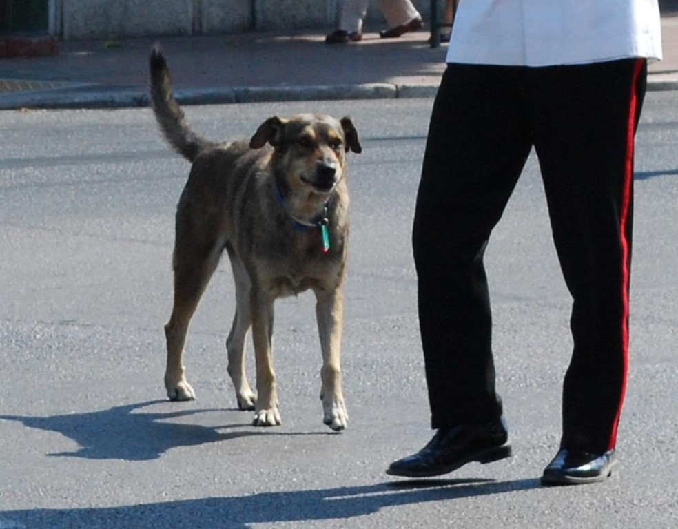O cão grego Loukanikos durante a troca da guarda do Parlamento, em Atenas — Foto: ( Jean Housen/ Wikimedia Commons/ CreativeCommons)