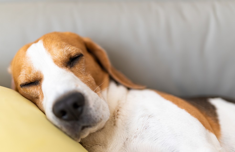 O estresse pode alterar o sono do cachorro — Foto: Canva/ CreativeCommons
