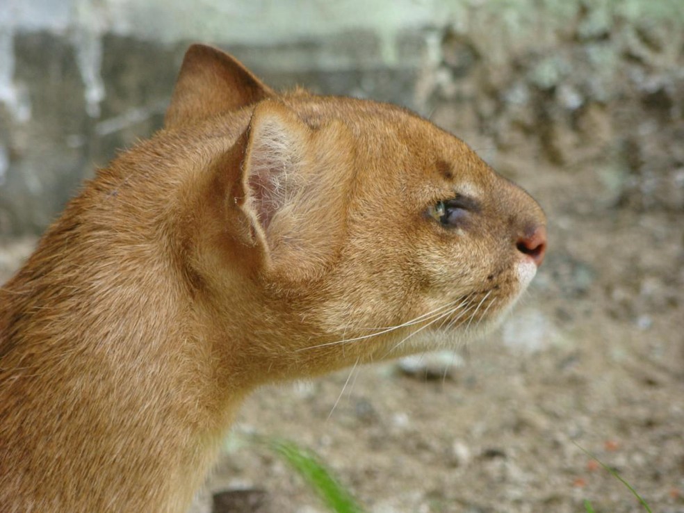 Os jaguarundis são felinos selvagem de corpo alongado, pelagem marrom e hábitos diurnos — Foto: ( Flickr/ Luiz Mosca/ CreativeCommons)