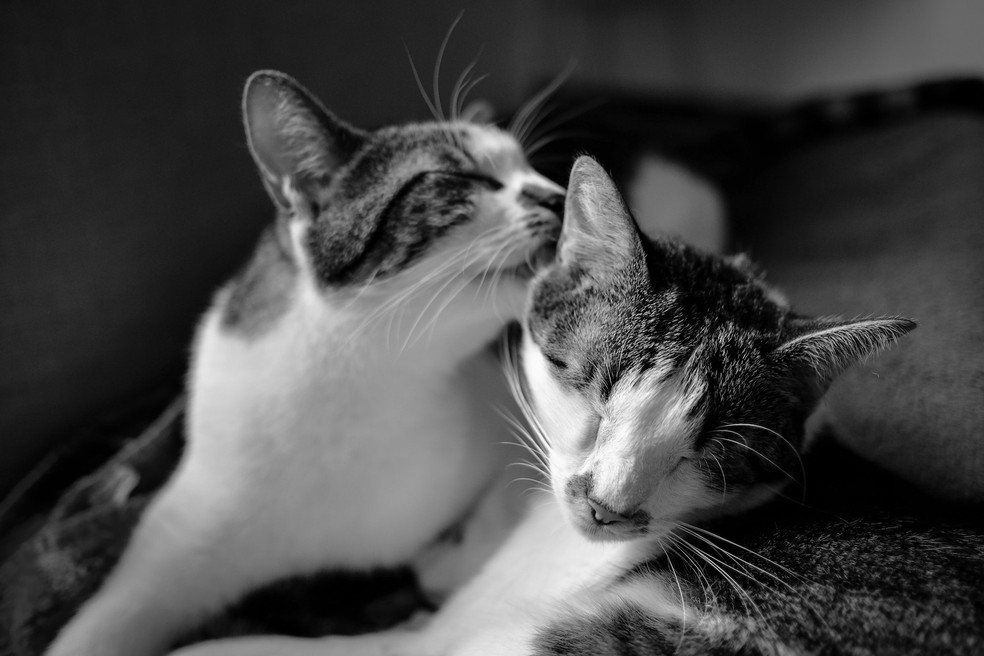 Gatos costumam lamber uns aos outros para que todos tenham o mesmo odor — Foto: Pexels/ Francesco Ungaro/ Creative Commons