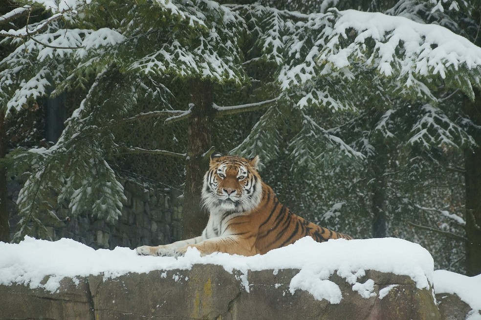 Tigre-siberiano – Panthera tigris altaica — Foto: albinfo/ Wikimedia Commons/ CreativeCommons