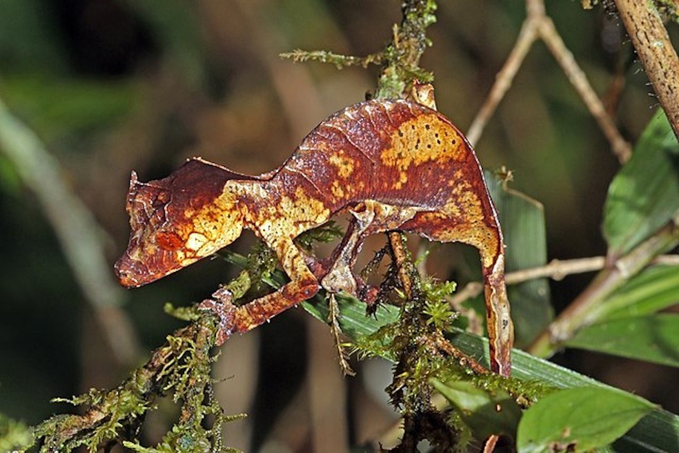 Lagartixa-satânica-cauda-de-folha - Uroplatus phantasticus — Foto: Charles J. Sharp/ Wikimedia Commons/ Creative Commons