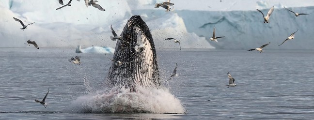 A baleia-jubarte, estrela da fotografia, corre risco de entrar em extinção — Foto: Alan Jones/ Sociedade Internacional de Fotógrafos de Natureza e Vida Selvagem
