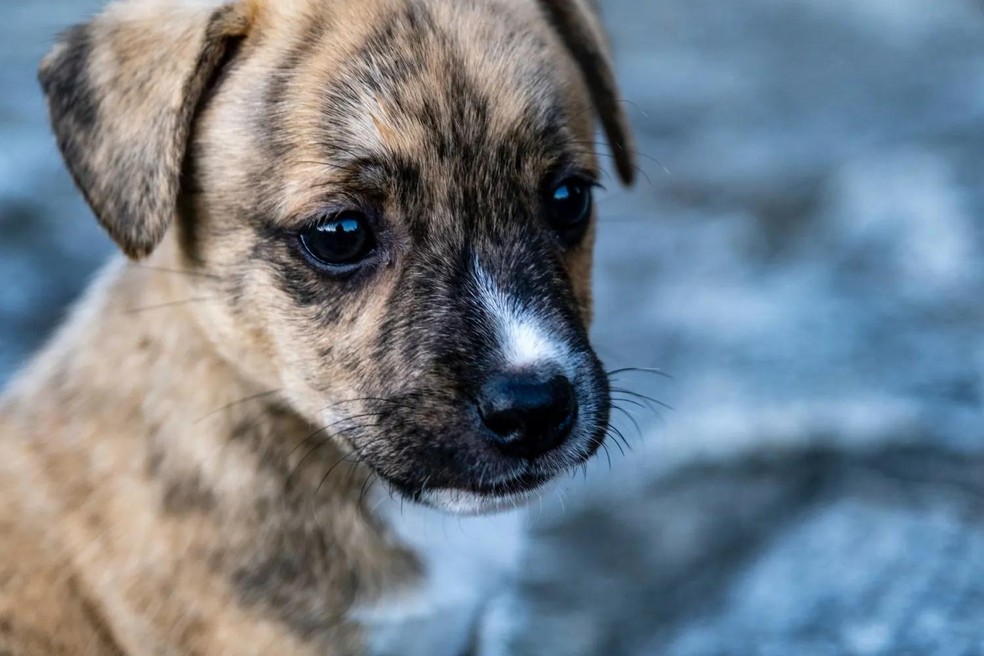 Cães que sofreram maus-tratos ou abandono podem estar mais suscetíveis à depressão — Foto: ( Unsplash/ Michael Kucharski/ CreativeCommons)