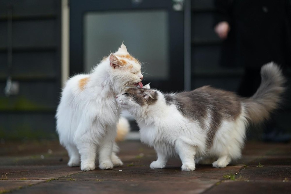Por que os gatos ronronam? Entenda esse comportamento felino ...