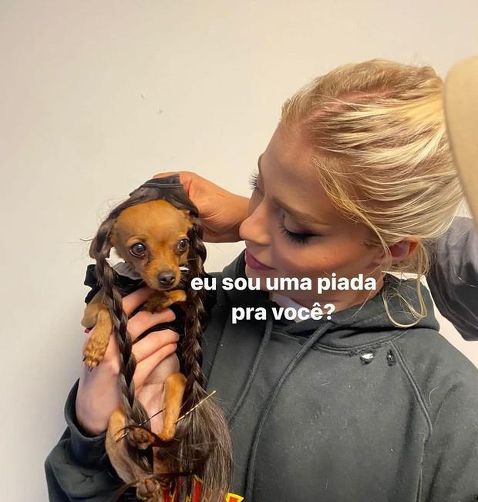 Foto compartilhada pelo perfil de Gisele Pinschers, cachorra da Luísa Sonza — Foto: ( Reprodução / Instagram)