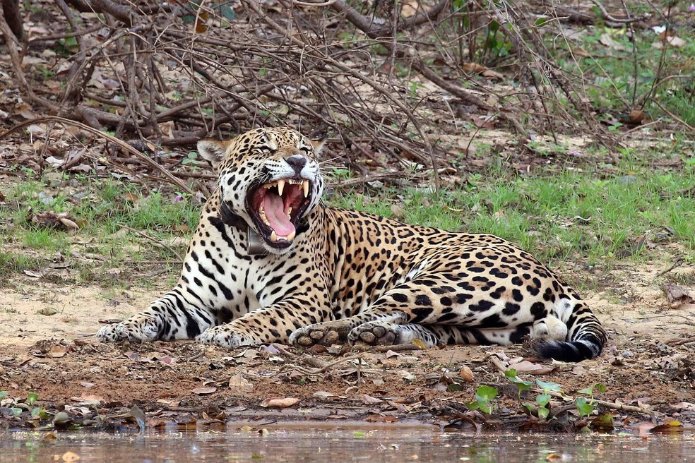 Onça-pintada – Panthera onca — Foto: Charles J. Sharp / Wikimedia Commons / CreativeCommons