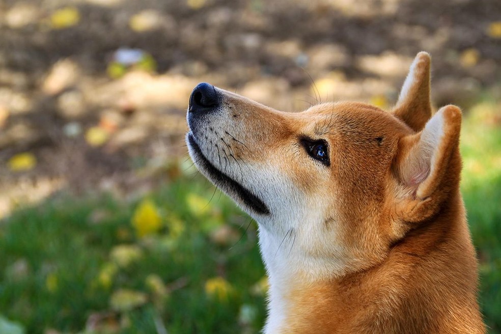 Top 10: os nomes de cachorros mais populares no Japão