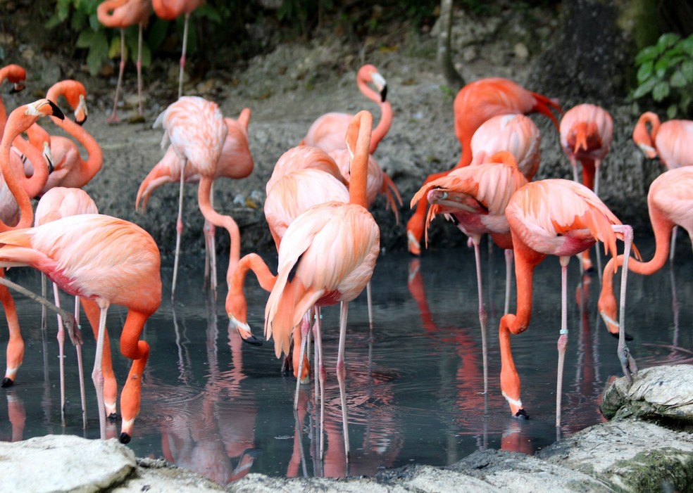 Os flamingos vivem em lagos e lagoas salinos ou alcalinos, ou em pântanos — Foto: Pexels/ zoosnow/ Creative Commons