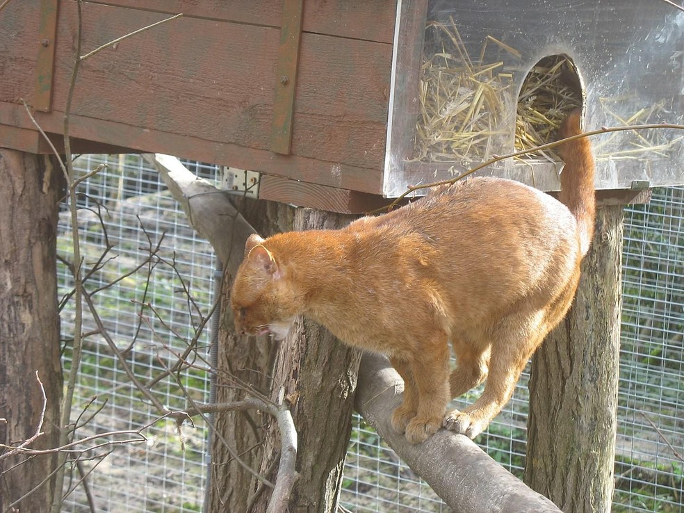 Muitas pessoas confundem o jaguarundi com o gato doméstico — Foto: ( Cédric Gravelle/ Wikimedia Commons)
